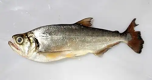 Hydrolycus tatauaia (Cynodontidae)