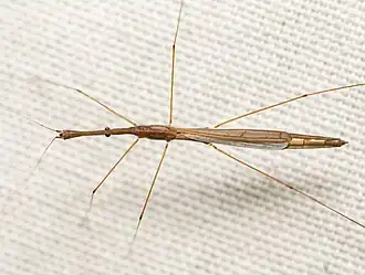 Hydrometra australis, du Texas (US), individu aux ailes bien développées.