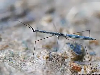 Hydrometra gracilenta, Lettonie