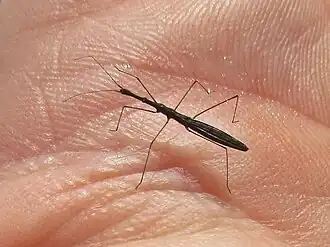 Hydrometra stagnorum dans une paume, montrant sa taille.