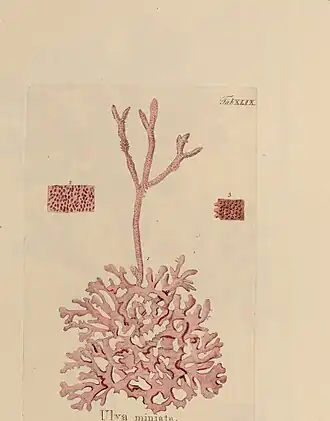 Description de l'image Hydrophytologiae Regni Neapolitani icones - auctore Stephano delle Chiaie. (1829) (14777462005).jpg.
