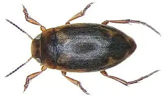Hydroporus palustris - vue de dessus.