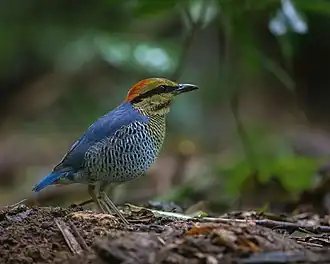 Description de cette image, également commentée ci-après