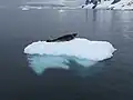 Un léopard de mer sur un iceberg dérivant sur le chenal Lemaire (péninsule Antarctique).