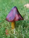Hygrocybe conica