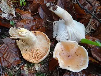 Description de cette image, également commentée ci-après