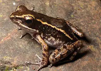 Description de l'image Hylarana similis (KU 329815) from mid-elevation, Mt. Cagua - ZooKeys-266-001-g037.jpg.