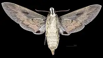 Revers de la femelle (coll.MHNT)