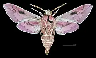 △ revers du mâle (coll.MHNT)