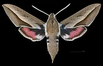 Avers du mâle (coll.MHNT)