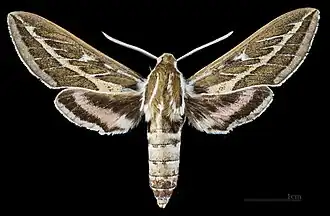 Face dorsale du mâle MHNT