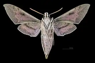 Face ventrale du mâle (coll. MHNT).