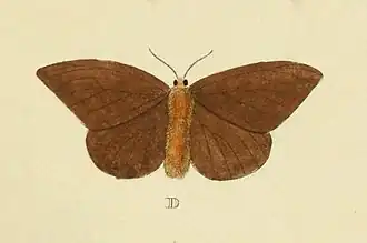Description de l'image Hylesia metabus Cramer&Stoll-uitlandsche kapellen vol. 1- plate 074.jpg.