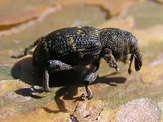 Description de cette image, également commentée ci-après