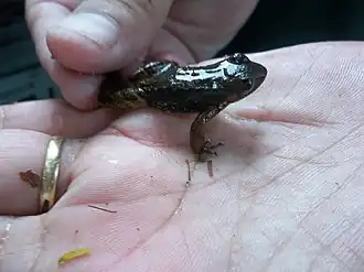 Description de l'image Hylodes pipilans imported from iNaturalist photo 46939139 on 17 August 2020.jpg.