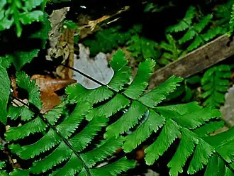 Description de cette image, également commentée ci-après