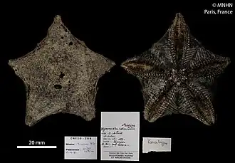 Hymenaster reticulatus (spécimen séché, MNHN)