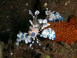 Un couple de crevettes-arlequin (Hymenocera picta) en train de consommer une petite étoile de mer.