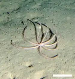 Hymenodiscus coronata (profonde)