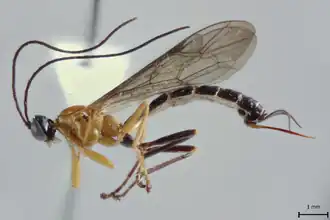 Description de l'image Hymenoepimecis andina.png.