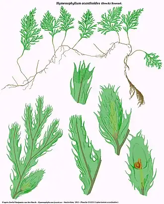 Hymenophyllum acanthoides (Bosch) Rosenst.