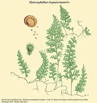 Hymenophyllum elegantissimum Fée