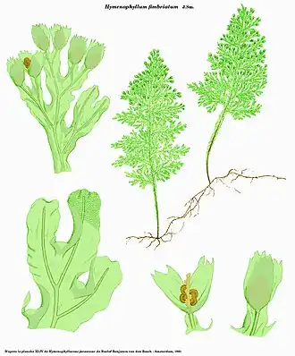 Hymenophyllum fimbriatum J.Sm.