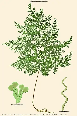 Hymenophyllum hayatai Masam.