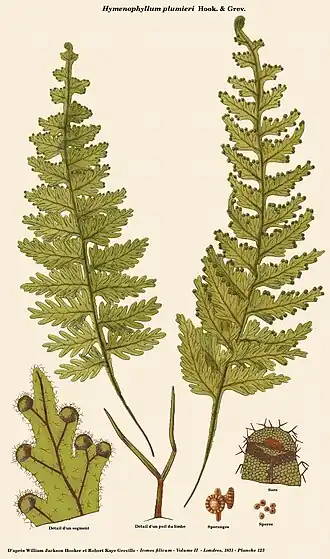 Hymenophyllum plumieri Hook. & Grev.