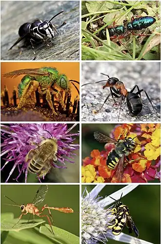 Description de l'image Hymenoptera diversity smaller.jpg.