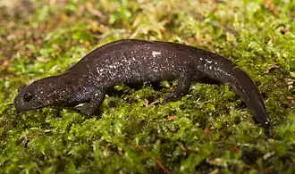 Description de l'image Hynobius_fuca.jpg.