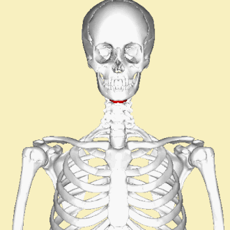 Position de l'os hyoïde dans un squelette humain moderne.