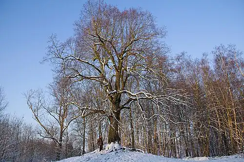 L'arbre de la liberté planté sur le mont Bois Là-Haut à la fin du XVIIIe&nbsp;siècle.