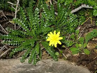 spécimen typique avec une fleur.