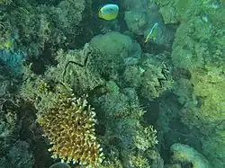 Spécimens vivant plus profond