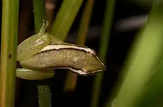 Description de l'image Hyperolius parkeri 199019739.jpg.