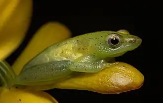 Description de l'image Hyperolius poweri 341082398 (cropped).jpg.