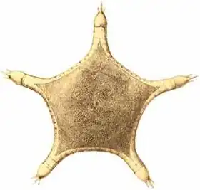 Hyphalaster hyalinus