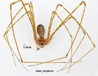 Description de l'image Hypochilus gertschi Hoffman, 1963 (SDSU TAC000181).jpg.