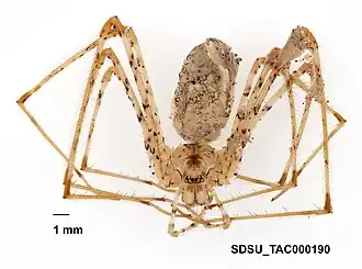 Description de l'image Hypochilus kastoni Platnick, 1987 (SDSU TAC000190).jpg.
