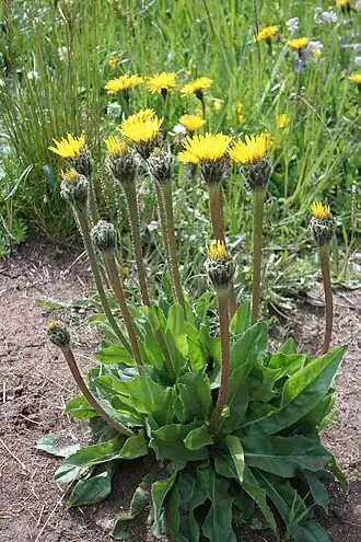 Description de l'image Hypochoeris uniflora ENBLA01.jpg.