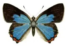 Description de l'image Hypochrysops delicia (ento-csiro-au).jpg.