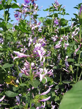 Description de cette image, également commentée ci-après