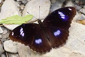 Hypolimnas bolina ♂