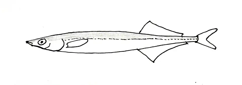 Hypoptychus dybowskii (Hypoptychidae).
