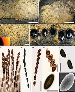 Hypoxylon rubiginosum