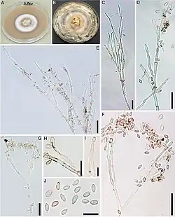 Hypoxylon rubiginosum