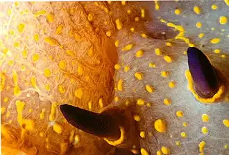 Rhinophores d'Hypselodoris picta