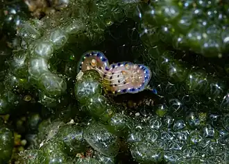 Un Hypselodoris sp. juvénile.