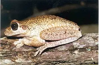 Description de l'image Hypsiboas lundii01.jpg.